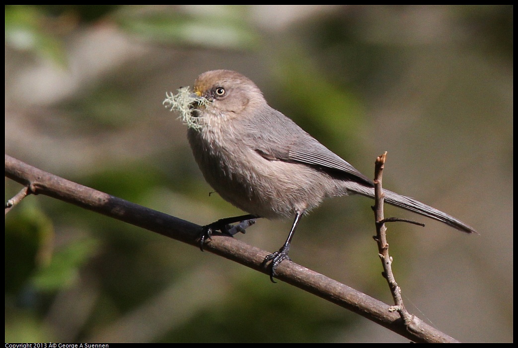 0227-095425-03.jpg - Bushtit