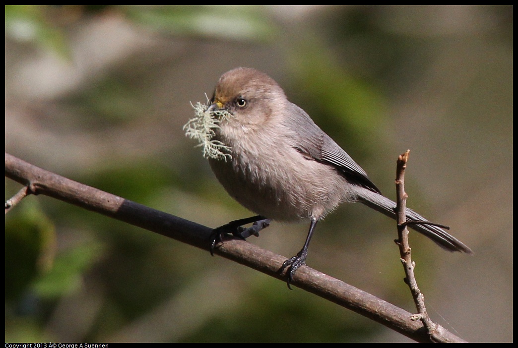 0227-095428-01.jpg - Bushtit