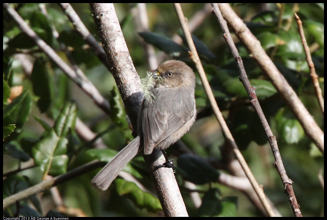 0227-095512-01.jpg - Bushtit