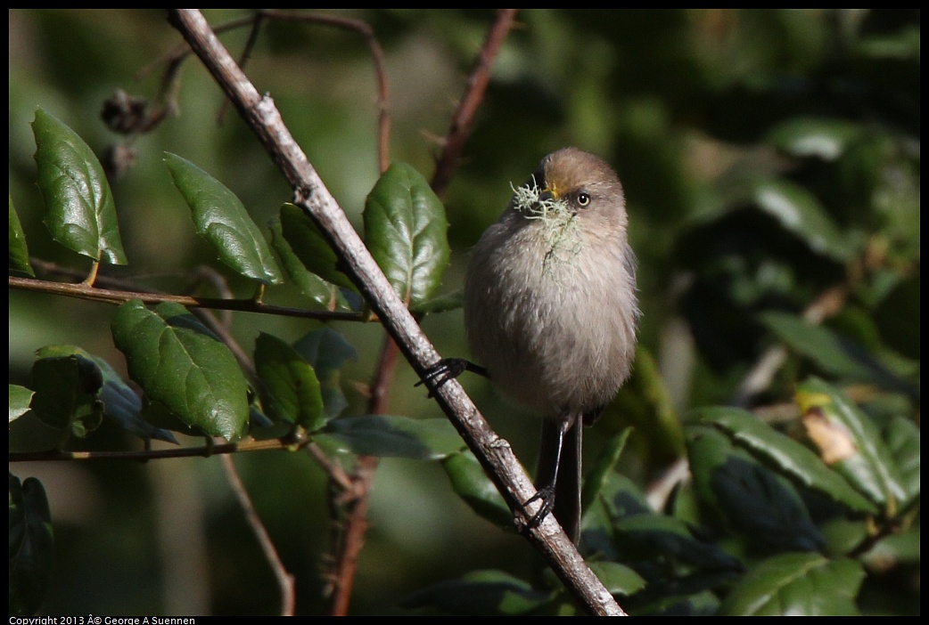 0227-095517-01.jpg - Bushtit