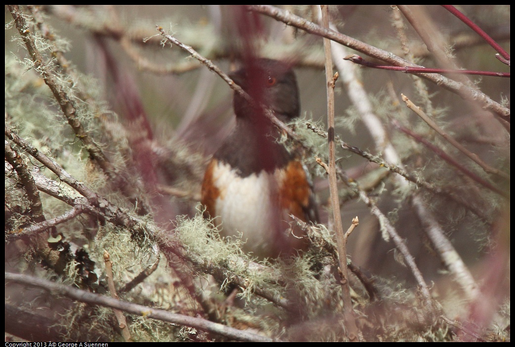 0227-095930-04.jpg - Spotted Towhee