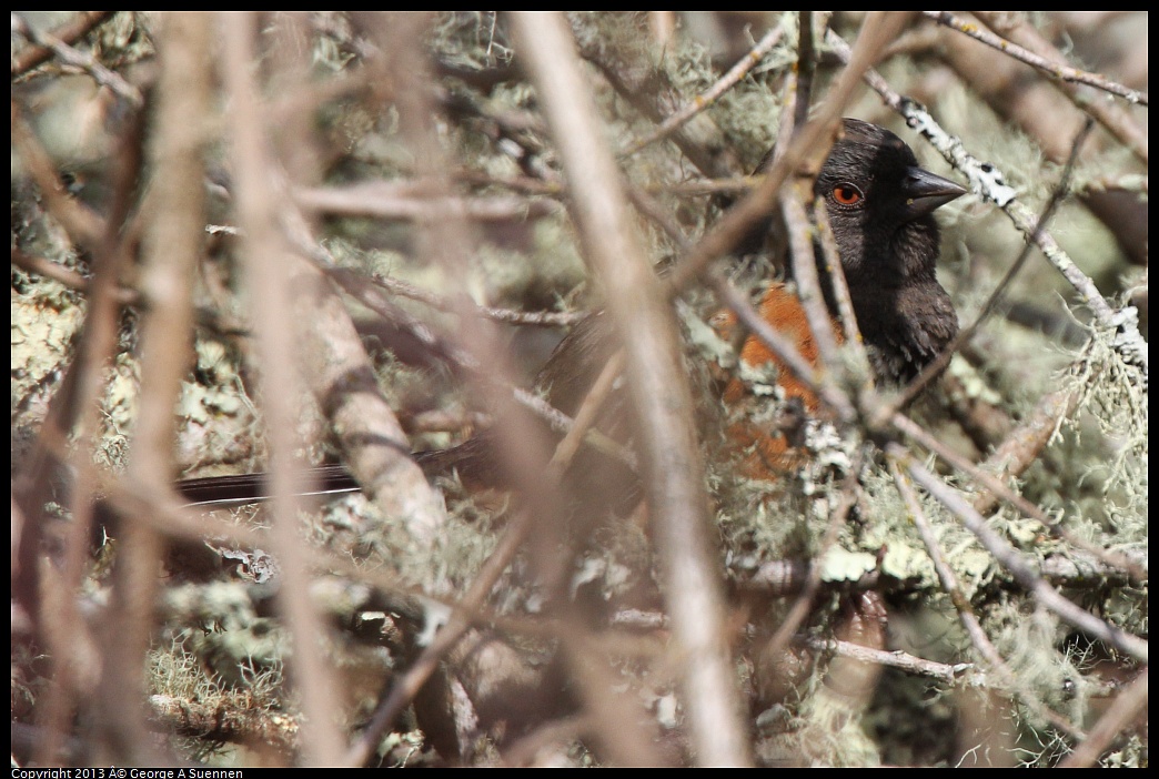 0227-095959-01.jpg - Spotted Towhee