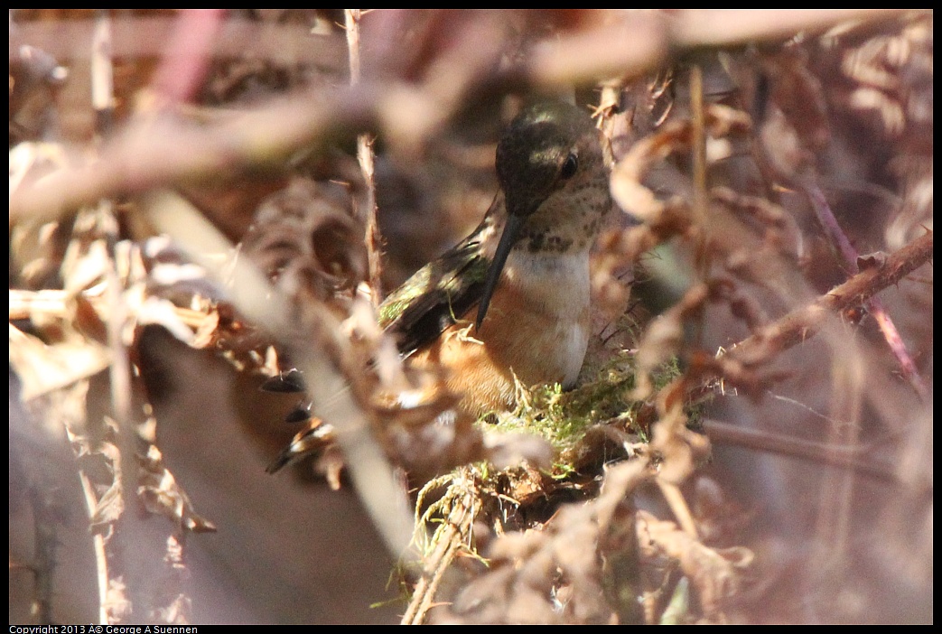 0227-100508-01.jpg - Allen's Hummingbird