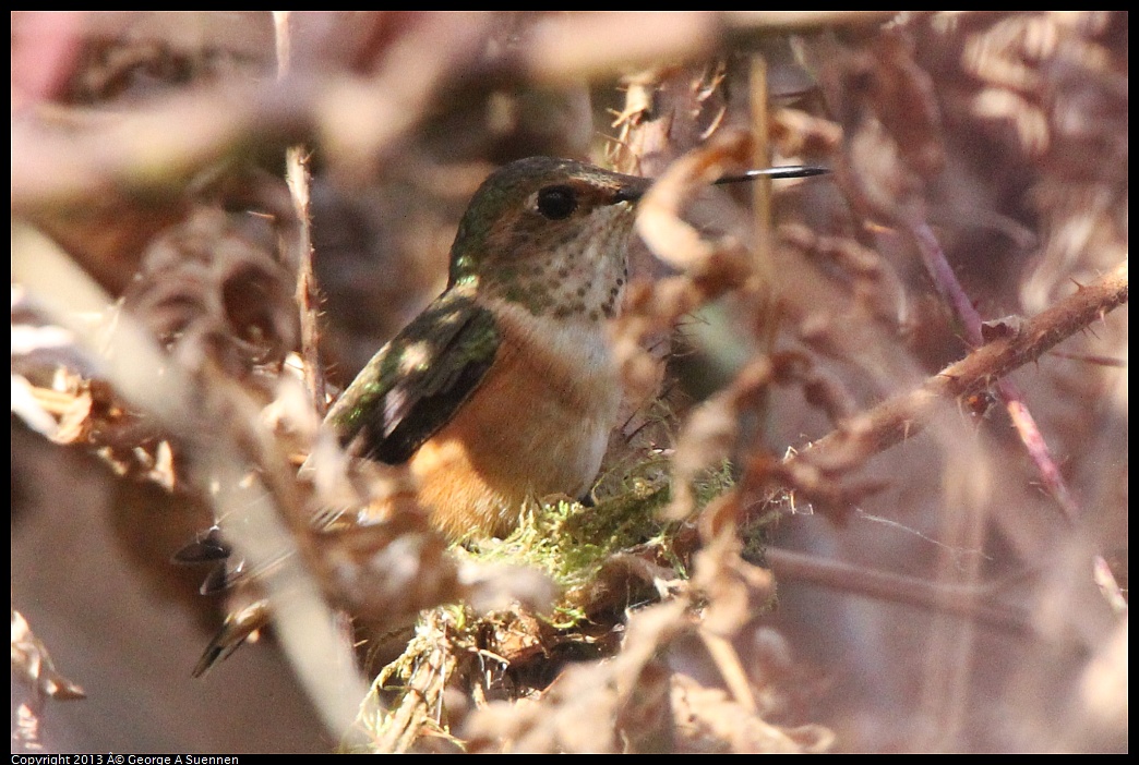 0227-100511-01.jpg - Allen's Hummingbird