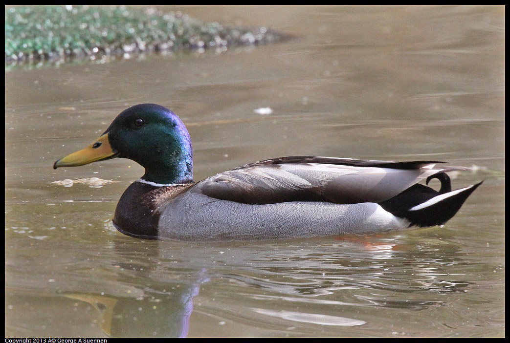 0227-101108-02.jpg - Mallard