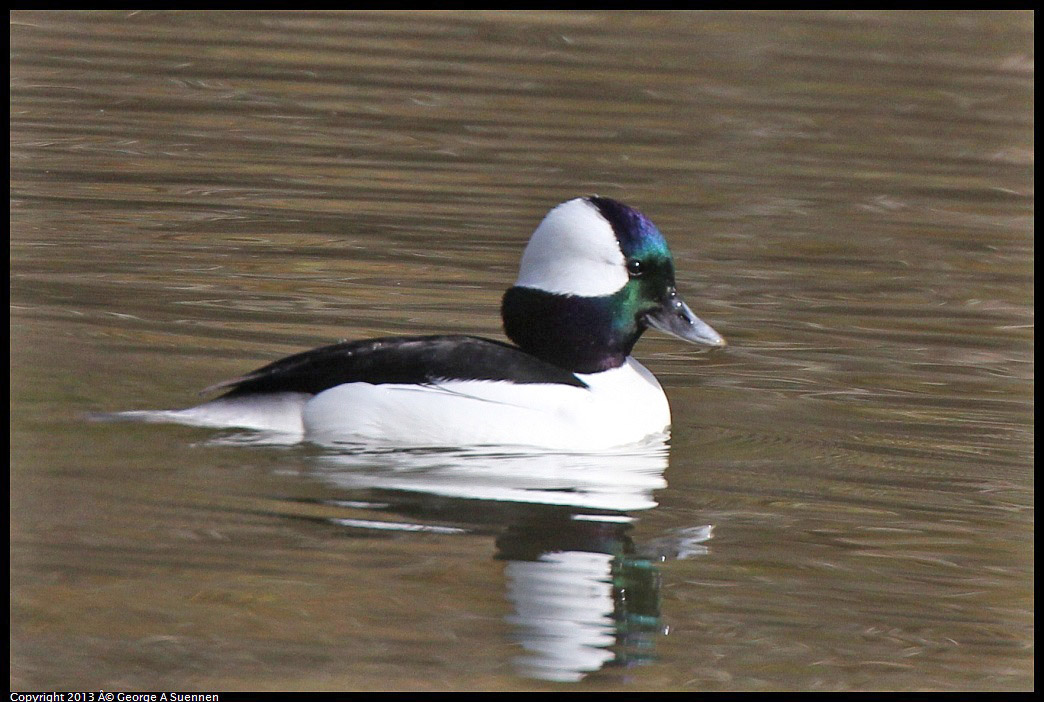 0227-101118-01.jpg - Bufflehead