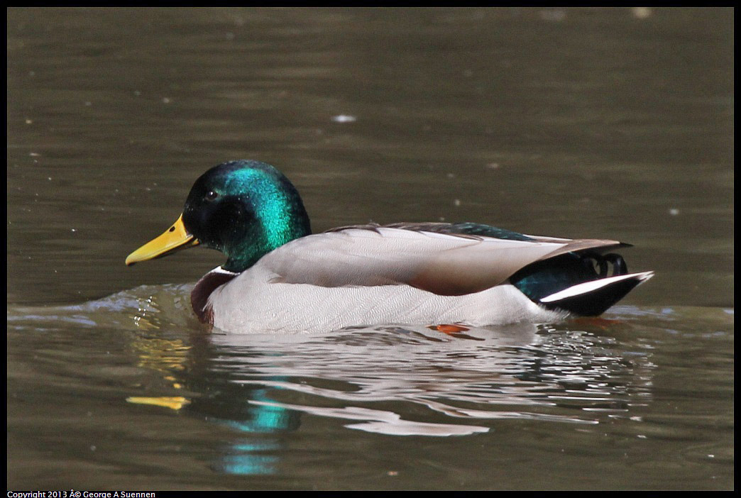 0227-101436-03.jpg - Mallard