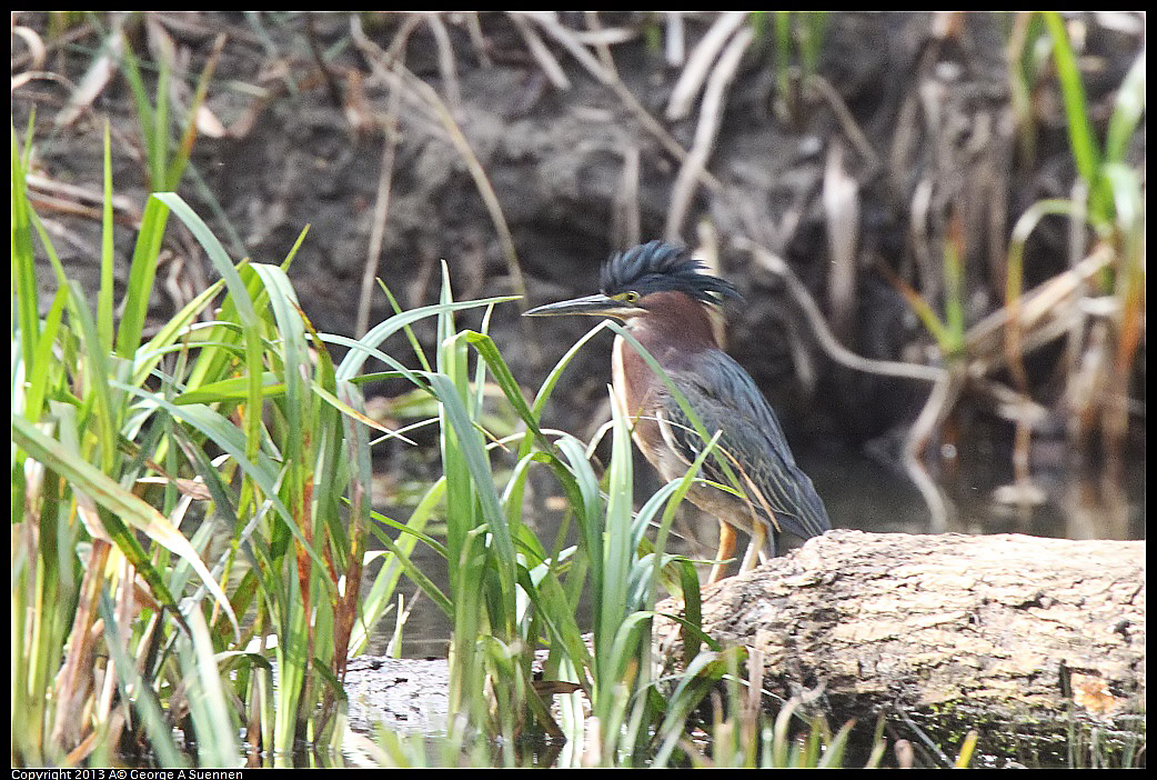 0227-101458-03.jpg - Green Heron