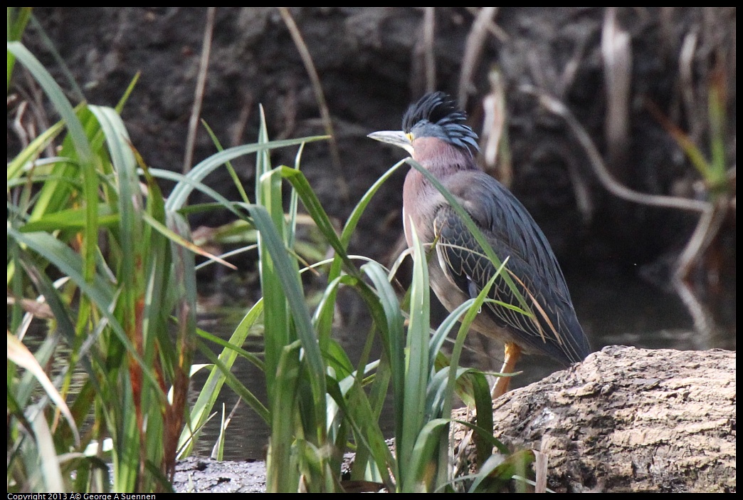 0227-101500-02.jpg - Green Heron