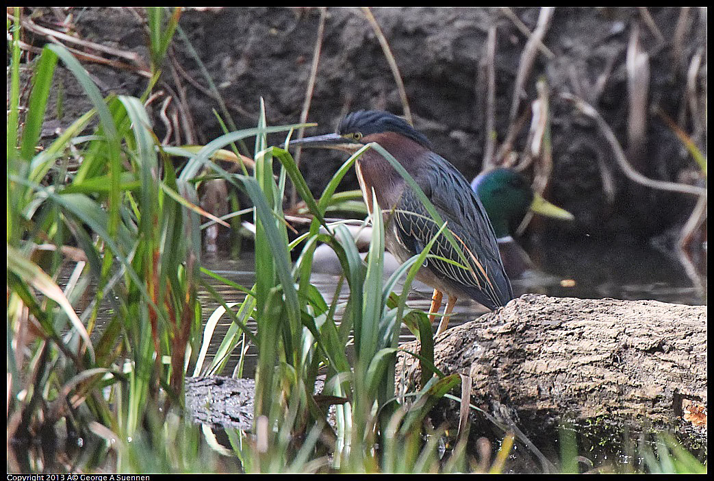 0227-101506-02.jpg - Green Heron