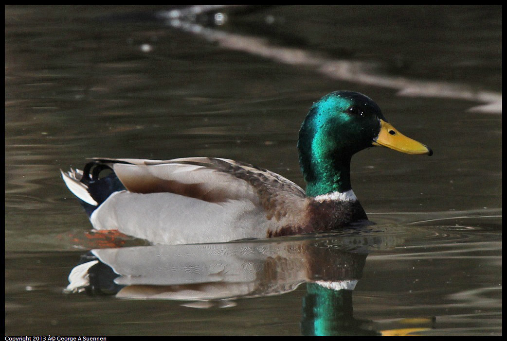 0227-101552-02.jpg - Mallard