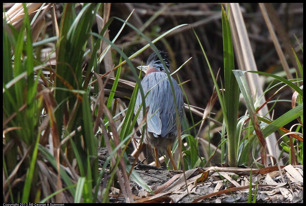 0227-101556-01.jpg - Green Heron