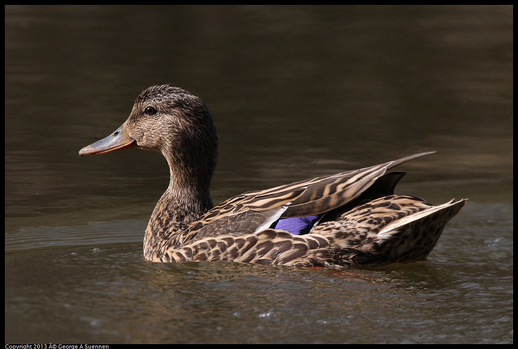 0227-101604-04.jpg - Mallard