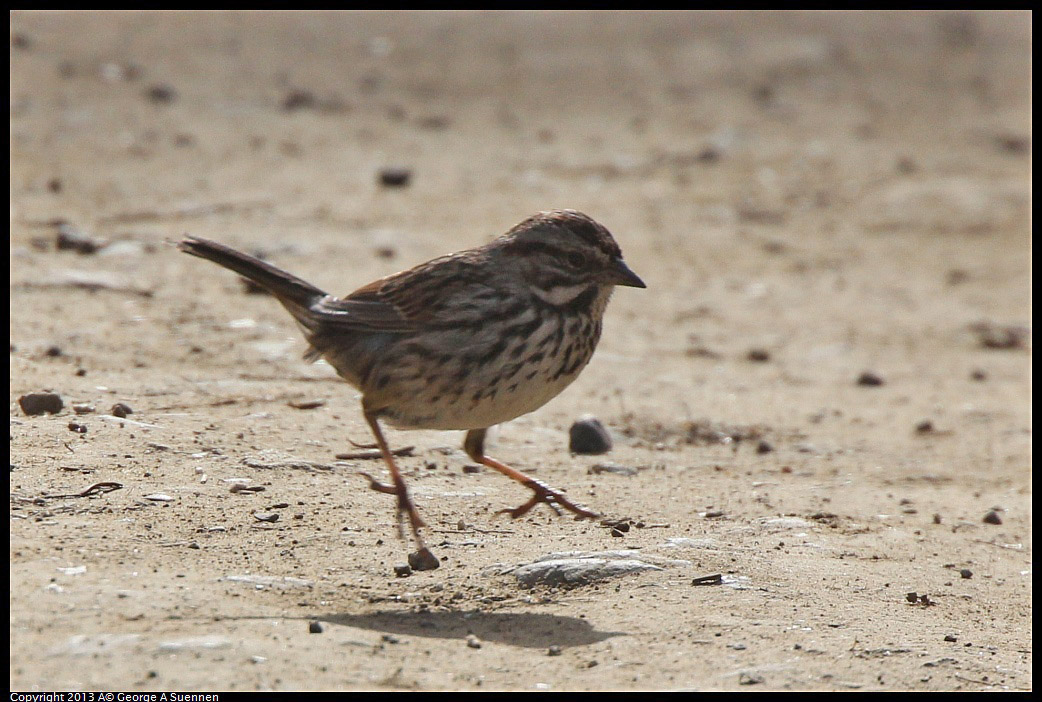 0227-102053-01.jpg - Song Sparrow