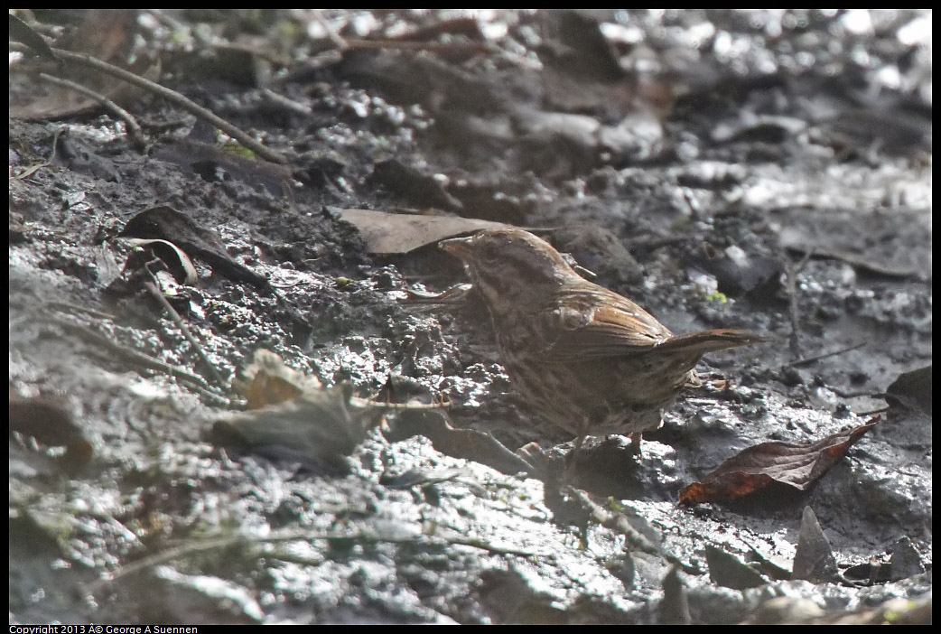 0227-102119-04.jpg - Song Sparrow