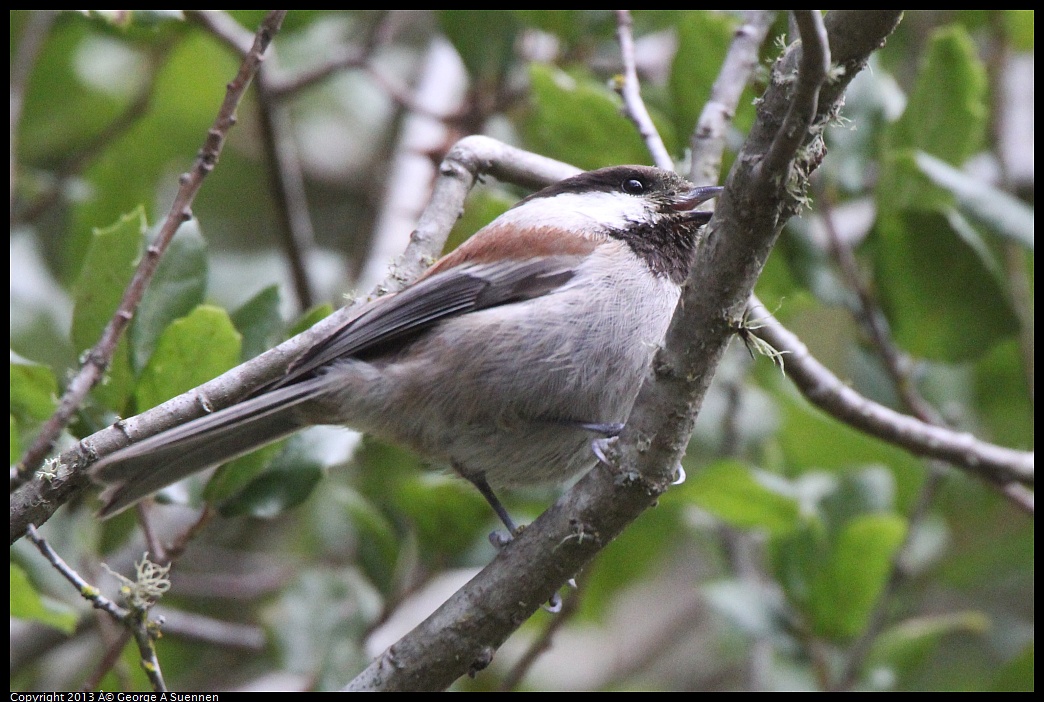 0227-102425-01.jpg - Chestnut-backed Chickadee