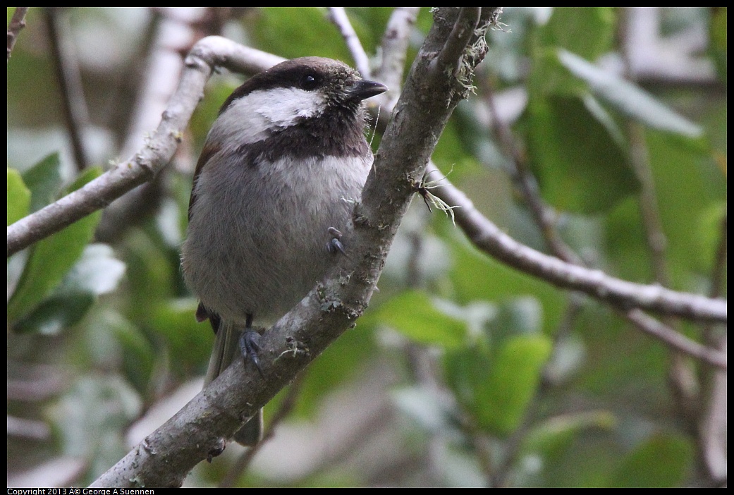 0227-102427-01.jpg - Chestnut-backed Chickadee