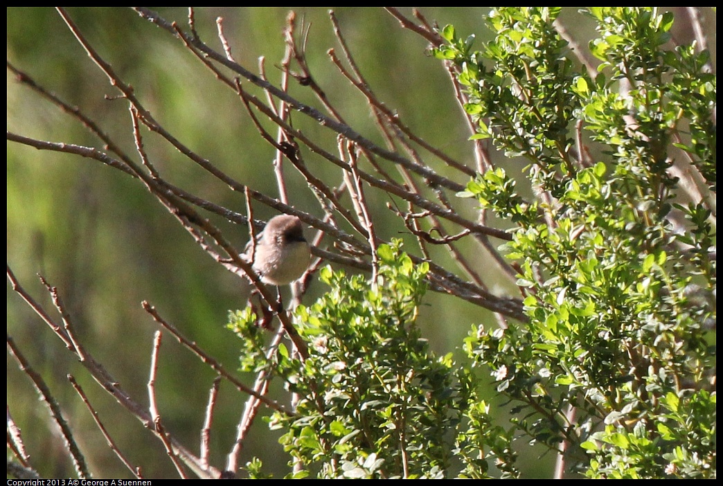 0228-083701-02.jpg - Bushtit