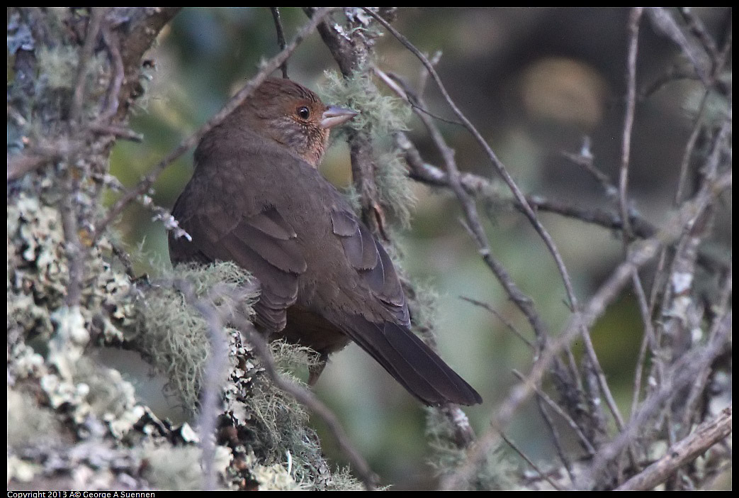 0228-085554-03.jpg - California Towhee