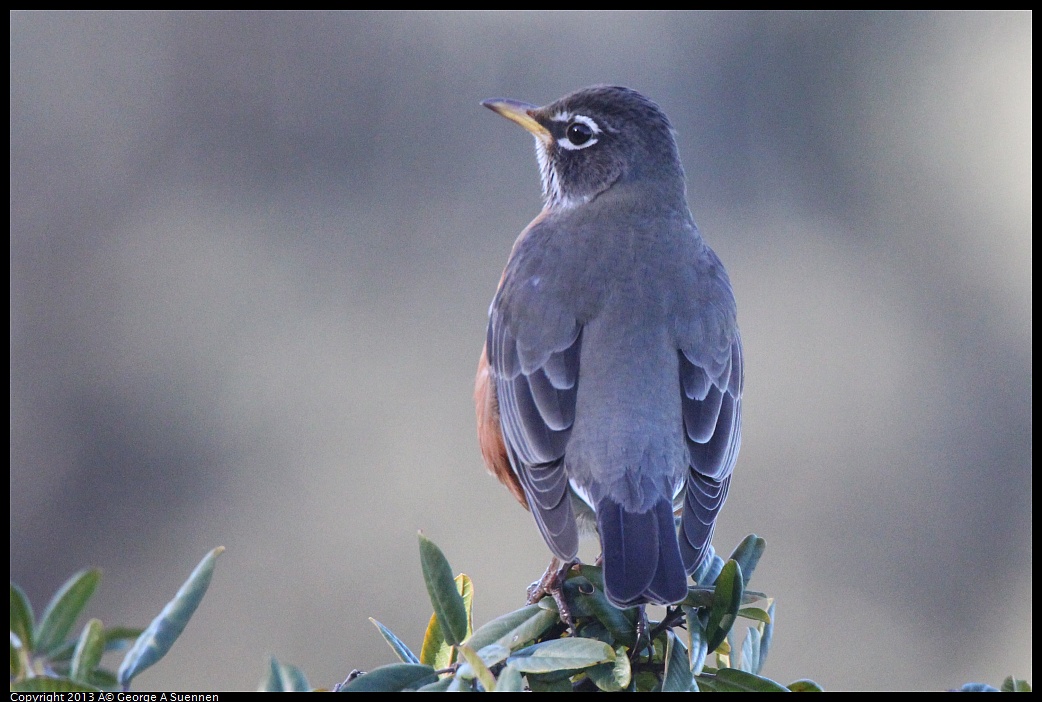 0228-085923-01.jpg - American Robin