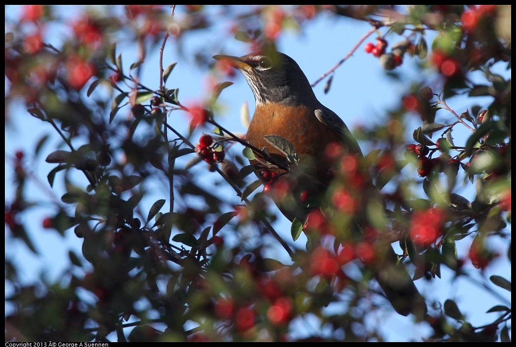 0228-090108-02.jpg - American Robin