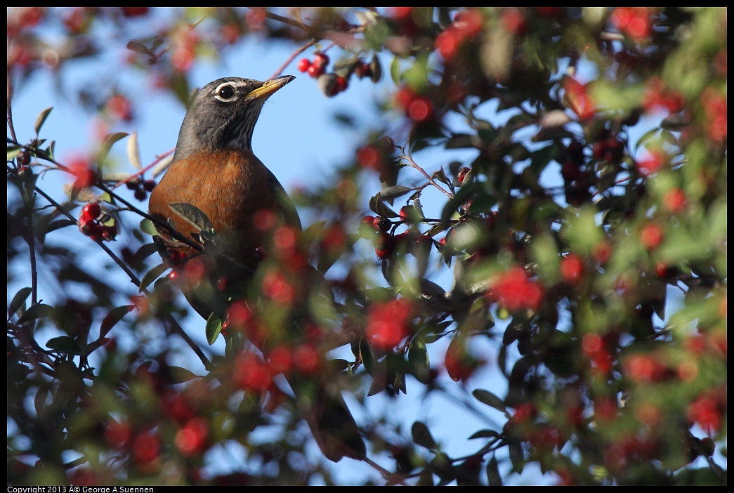 0228-090110-03.jpg - American Robin