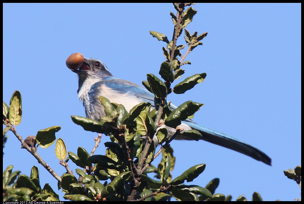 0228-090318-02.jpg - Western Scrub-Jay