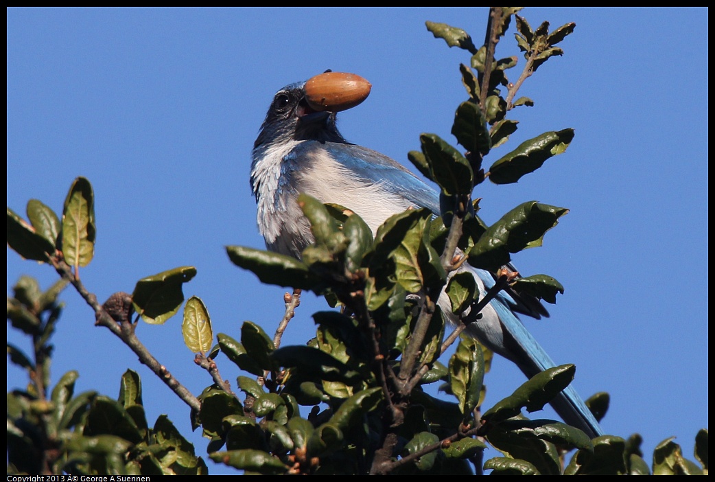 0228-090321-01.jpg - Western Scrub-Jay