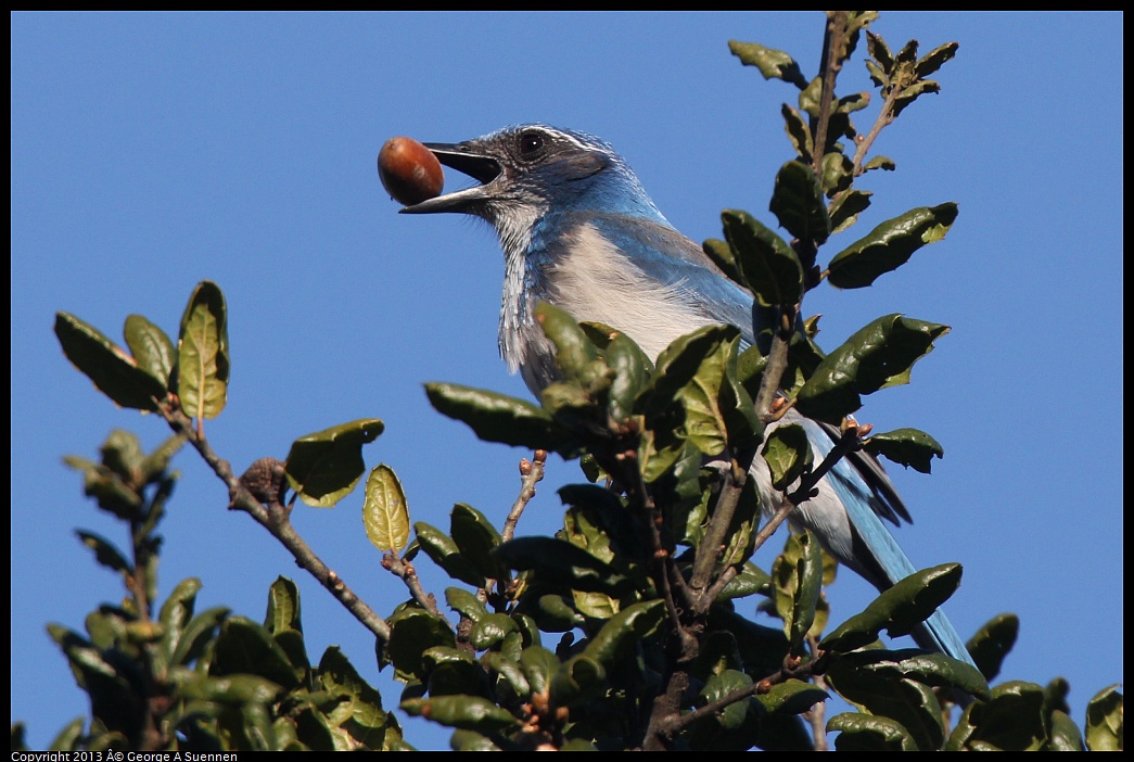 0228-090321-02.jpg - Western Scrub-Jay