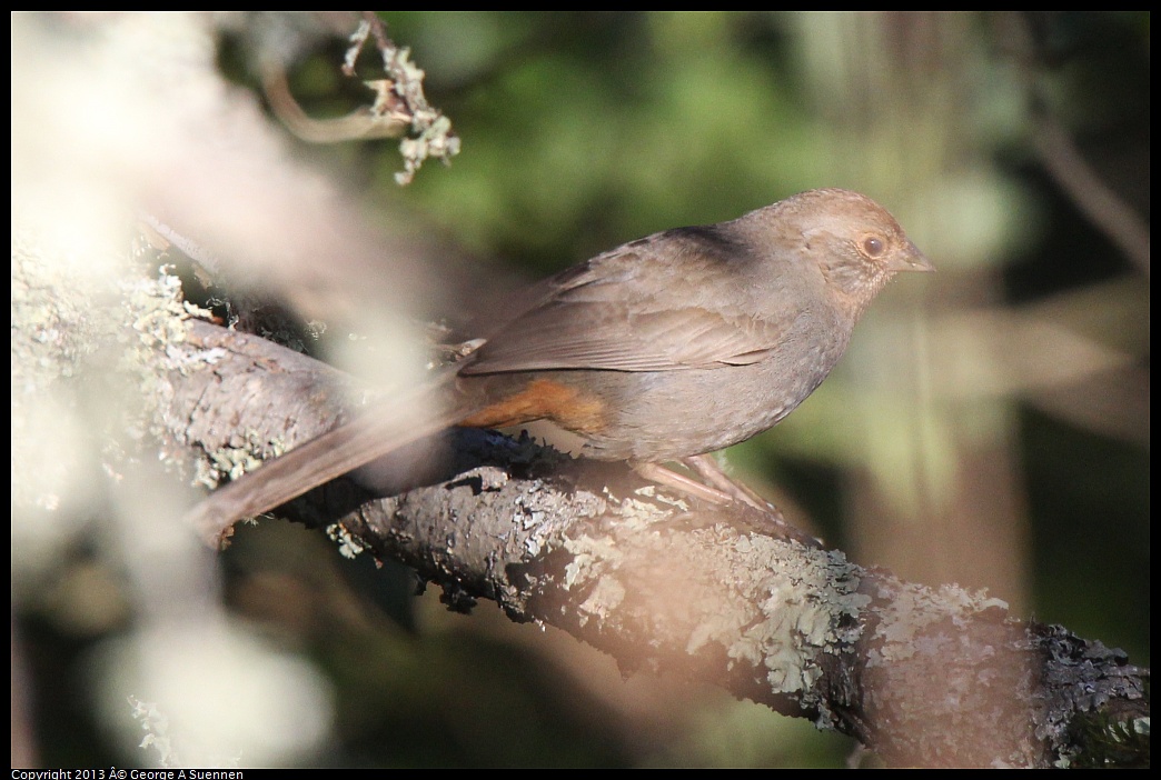 0228-090331-02.jpg - California Towhee