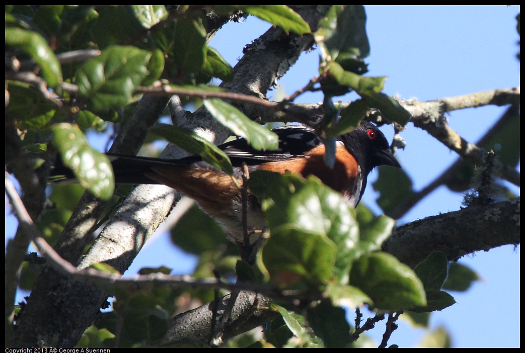 0228-090550-01.jpg - Spotted Towhee