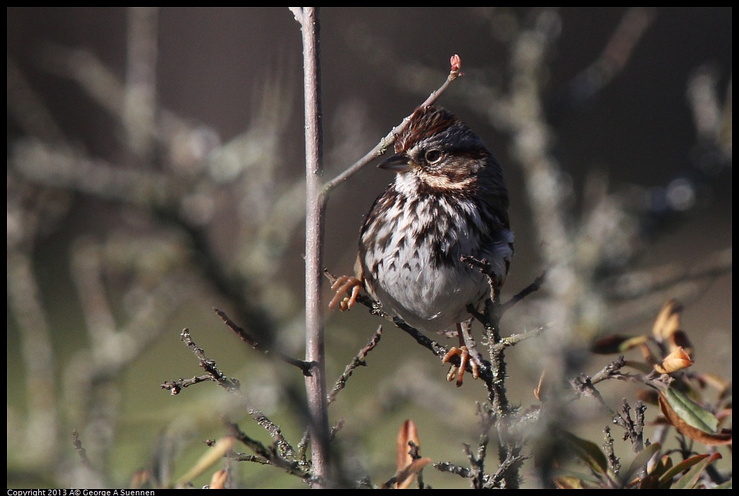 0228-091027-02.jpg - Lincoln's Sparrow