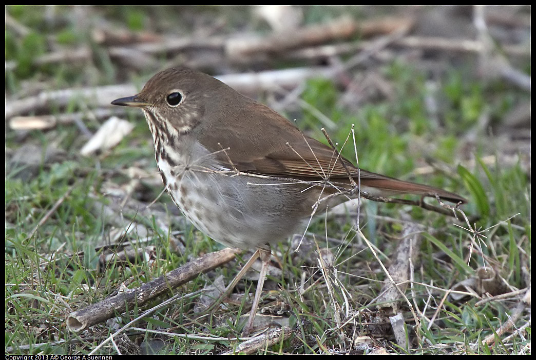 0228-091808-01.jpg - Hermit Thrush