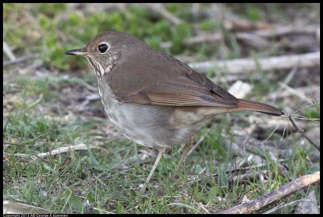 0228-091810-02.jpg - Hermit Thrush