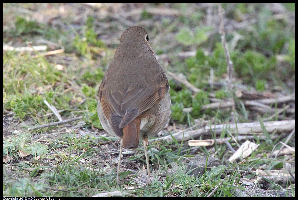 0228-091814-02.jpg - Hermit Thrush