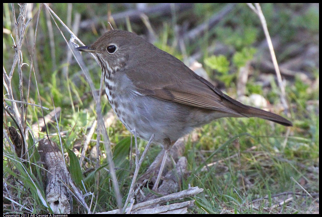 0228-091817-01.jpg - Hermit Thrush