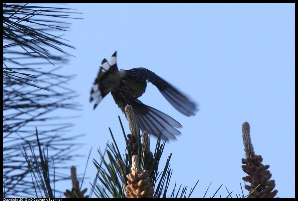 0228-094239-02.jpg - Yellow-rumped Warbler