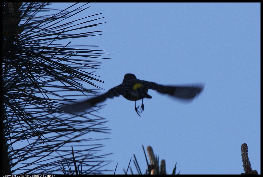 0228-094239-03.jpg - Yellow-rumped Warbler