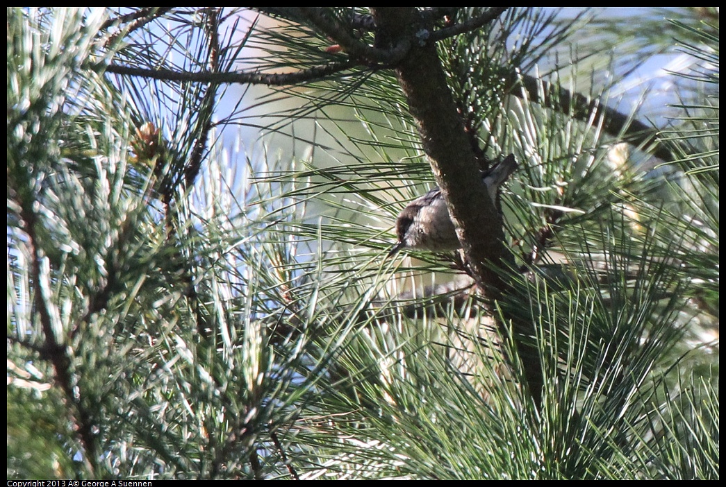 0228-094507-01.jpg - Pygmy Nuthatch