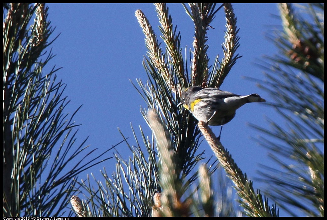 0228-094557-02.jpg - Yellow-rumped Warbler