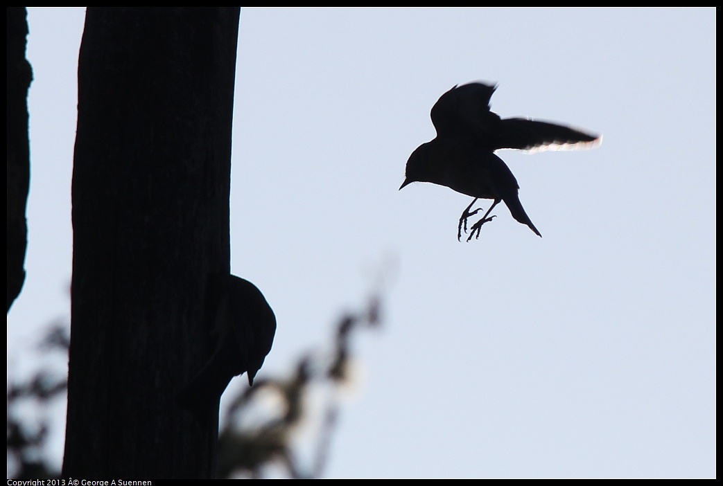 0228-094625-02.jpg - Western Bluebird