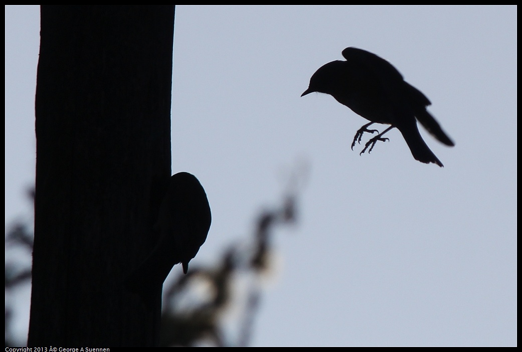 0228-094625-03.jpg - Western Bluebird