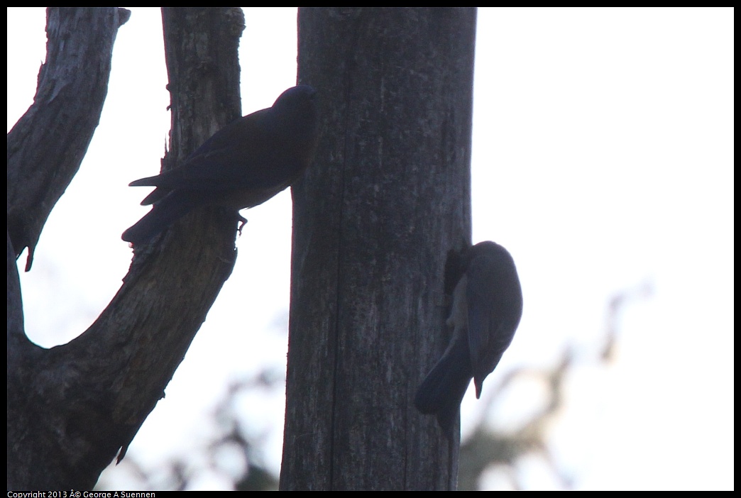 0228-094634-03.jpg - Western Bluebird