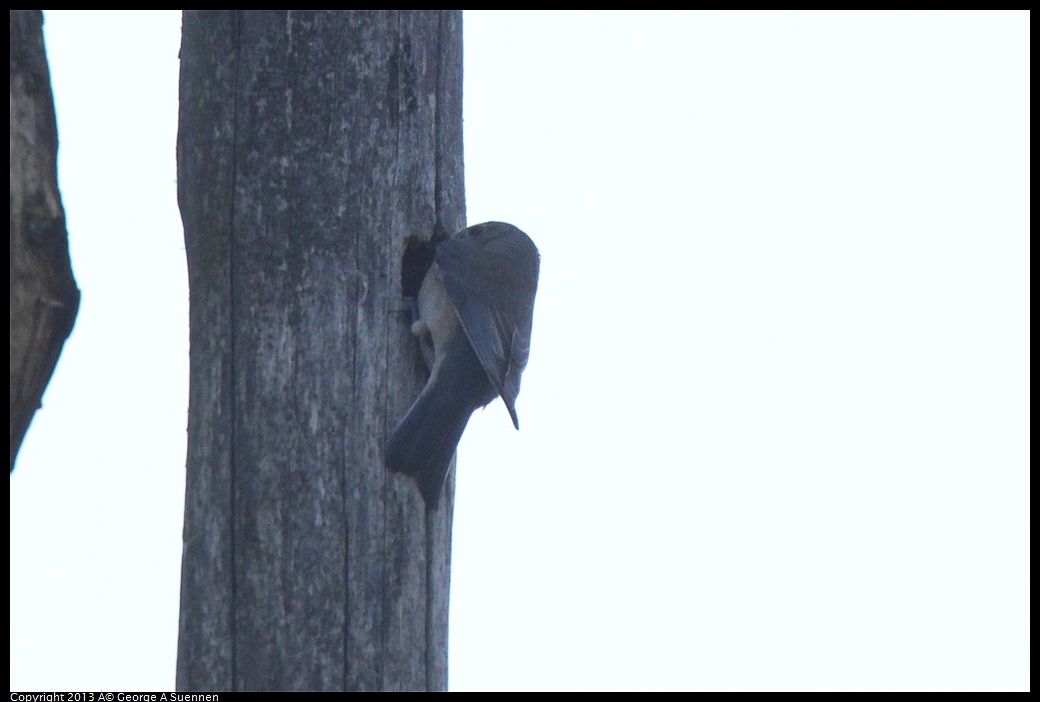 0228-094658-03.jpg - Western Bluebird