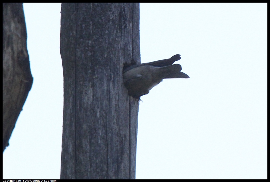 0228-094659-01.jpg - Western Bluebird