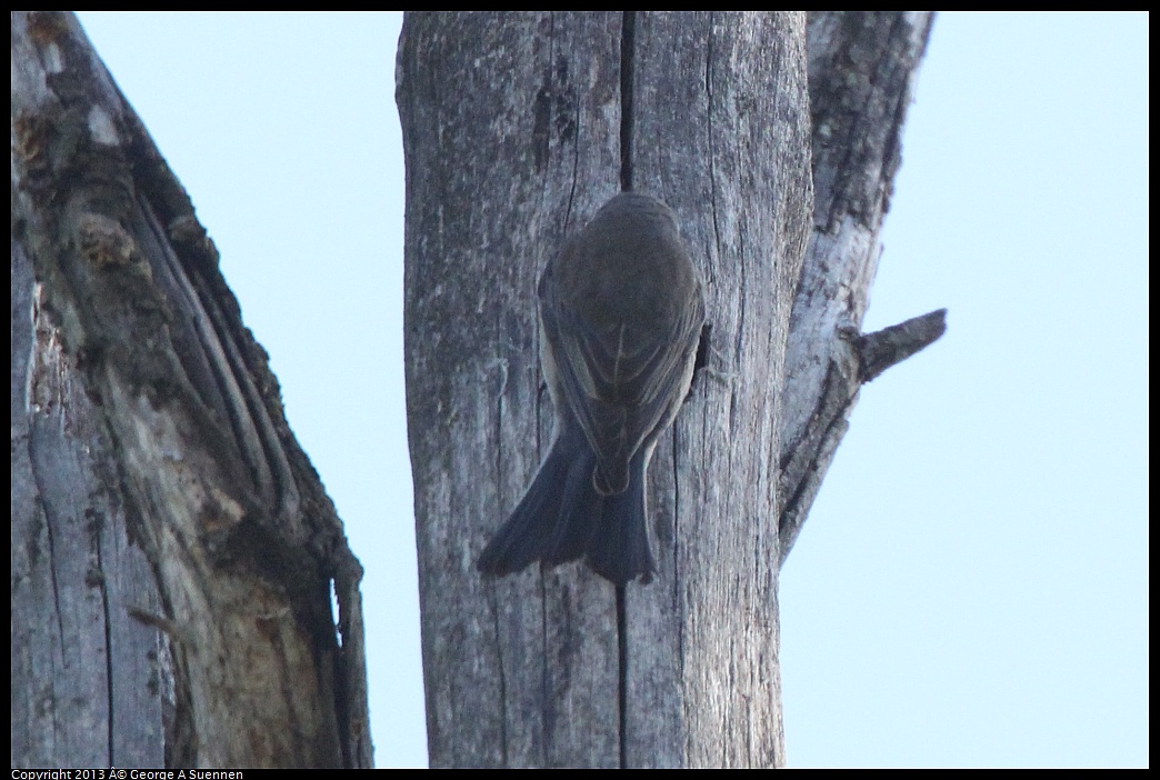 0228-094815-02.jpg - Western Bluebird