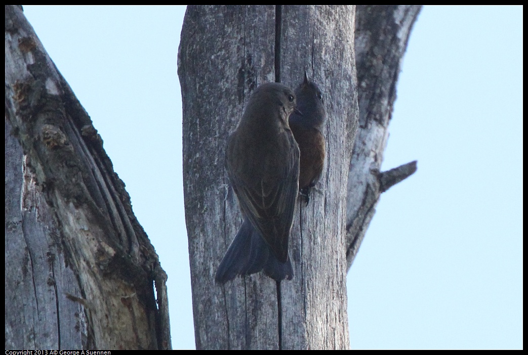 0228-094818-03.jpg - Western Bluebird