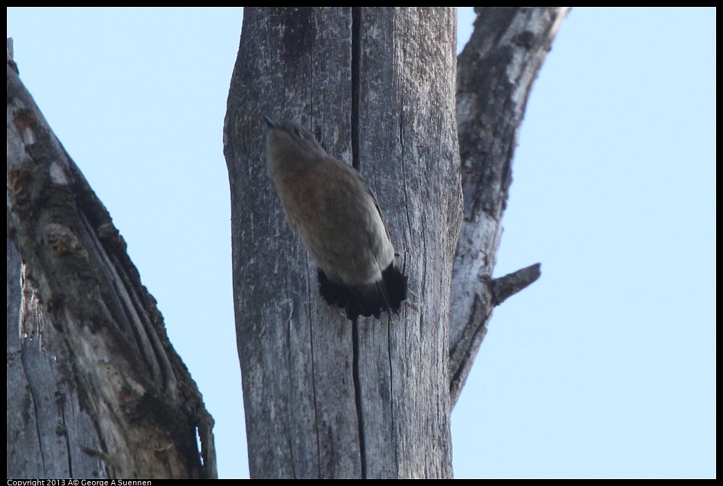 0228-094846-01.jpg - Western Bluebird