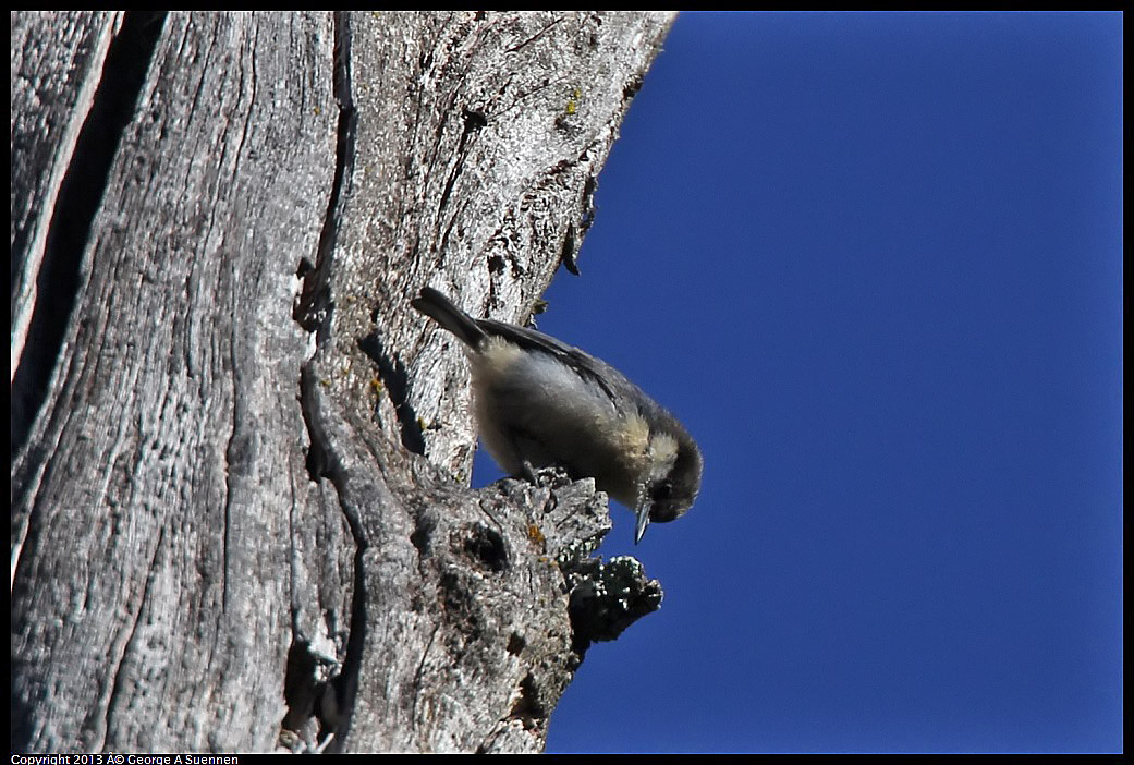 0228-095113-01.jpg - Pygmy Nuthatch