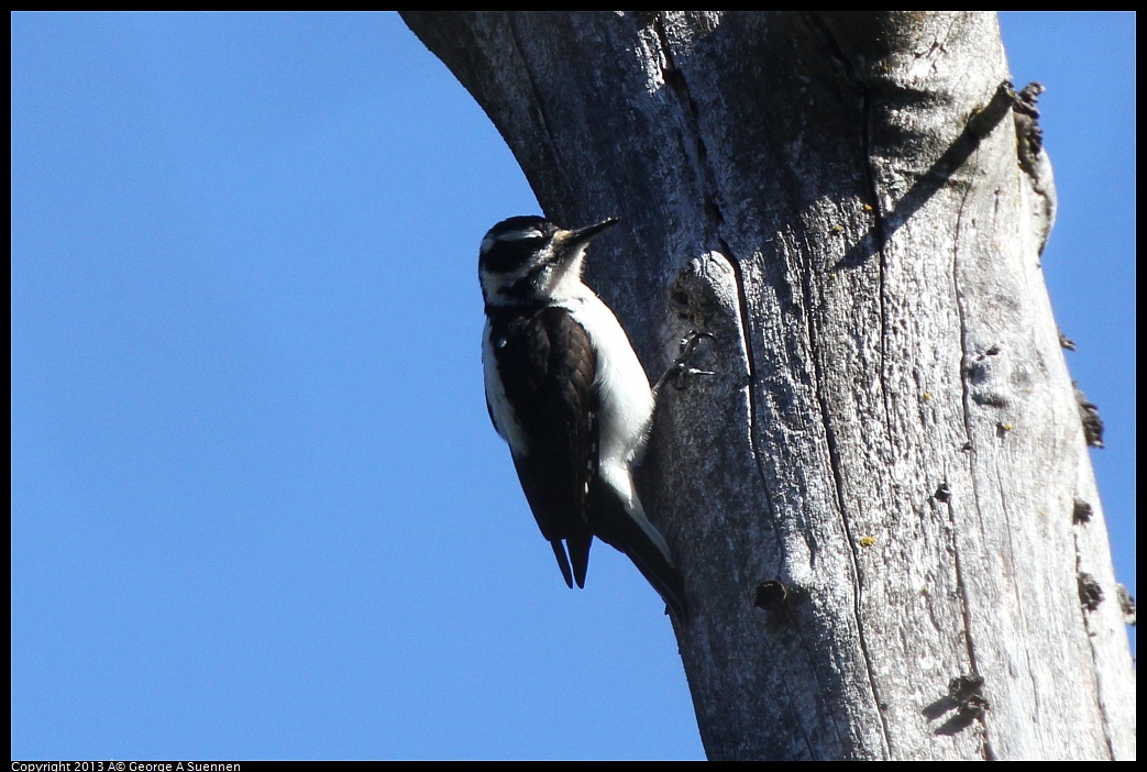 0228-100014-03.jpg - Hairy Woodpecker